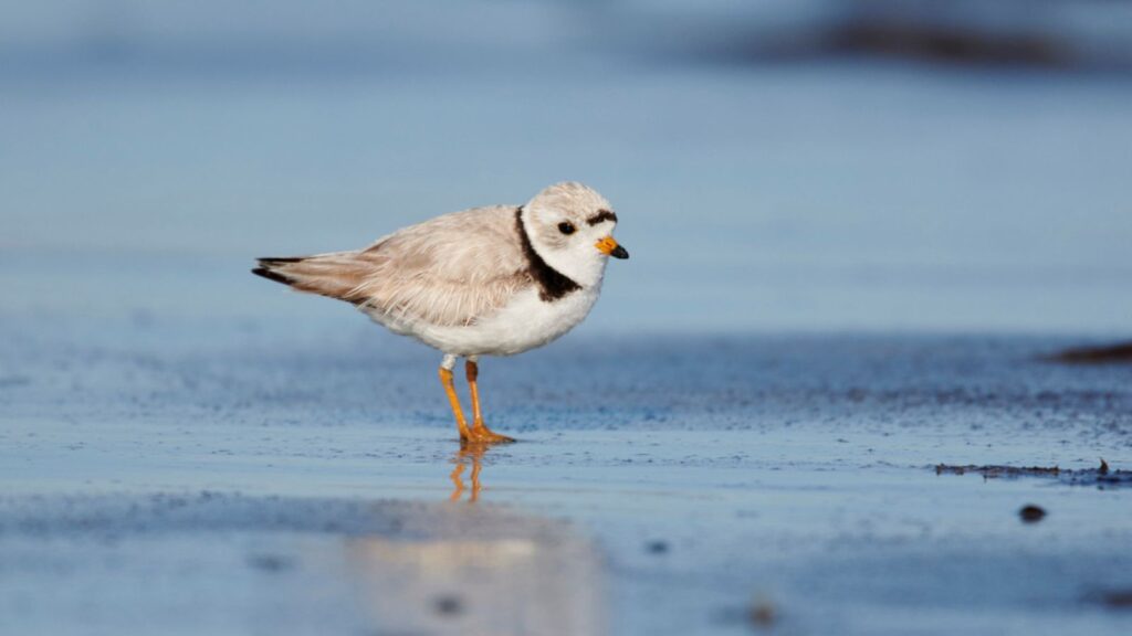 Piping plover (charadrius melodus) foraging along tide line, Cherry Hill Beach, Nova Scotia, Canada,