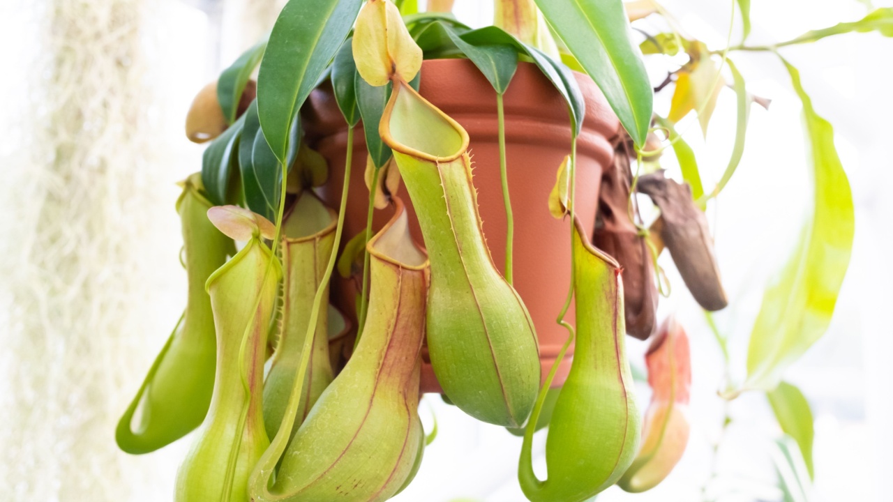 Tropical pitcher plants on the flower pot.