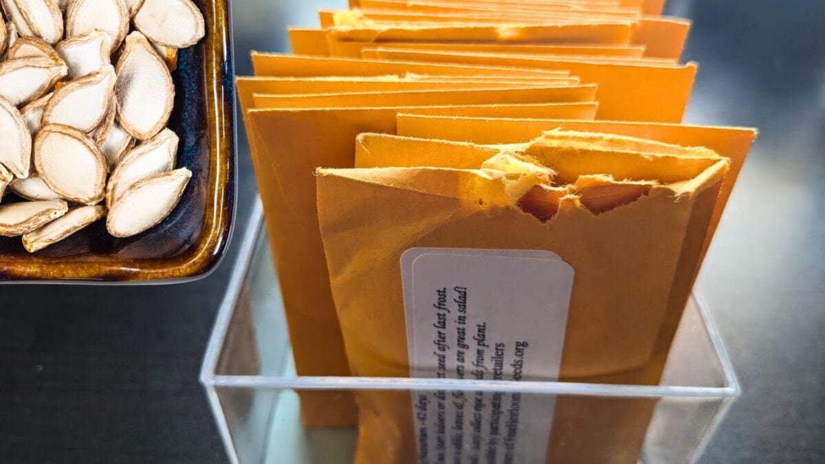 a box of envelops with seeds, and a container with pumpkin seeds.