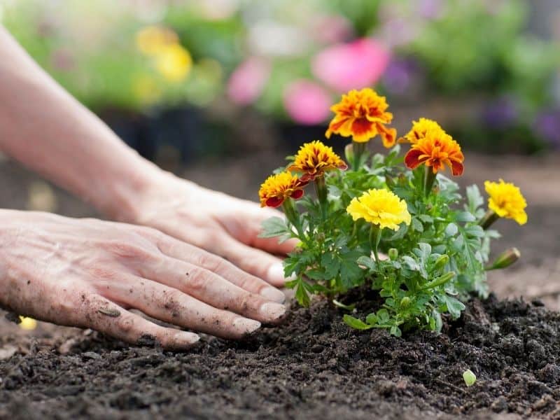 planting marigolds in the garden