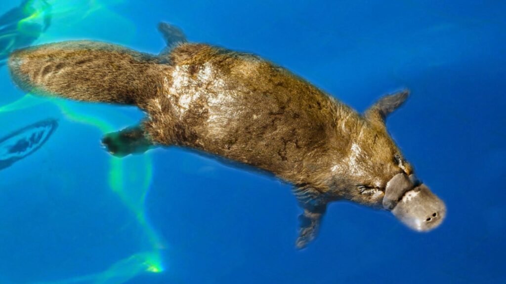 Platypus in water