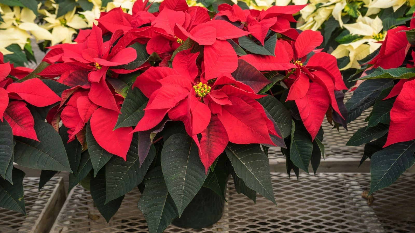 Beautiful bright red poinsettia.