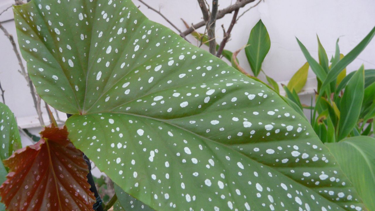 Polka Dot Begonia (Begonia maculata)