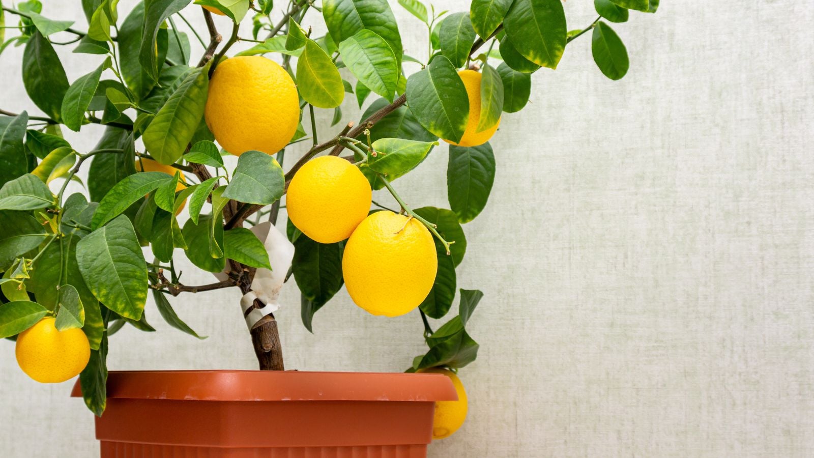 potted lemon tree with ripe lemons.