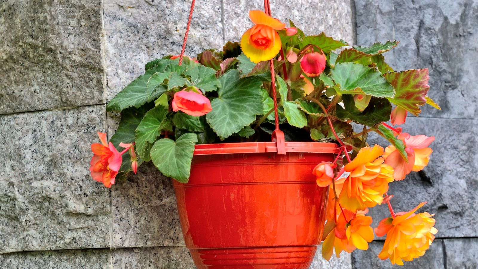 Stunning orange colored begonia flowers in a red hanging basket.