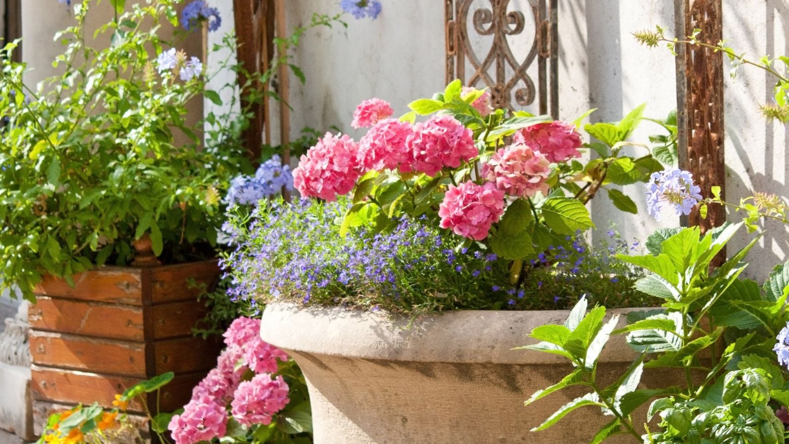 Pink hydrangeas and small purple flowers in a stone container.