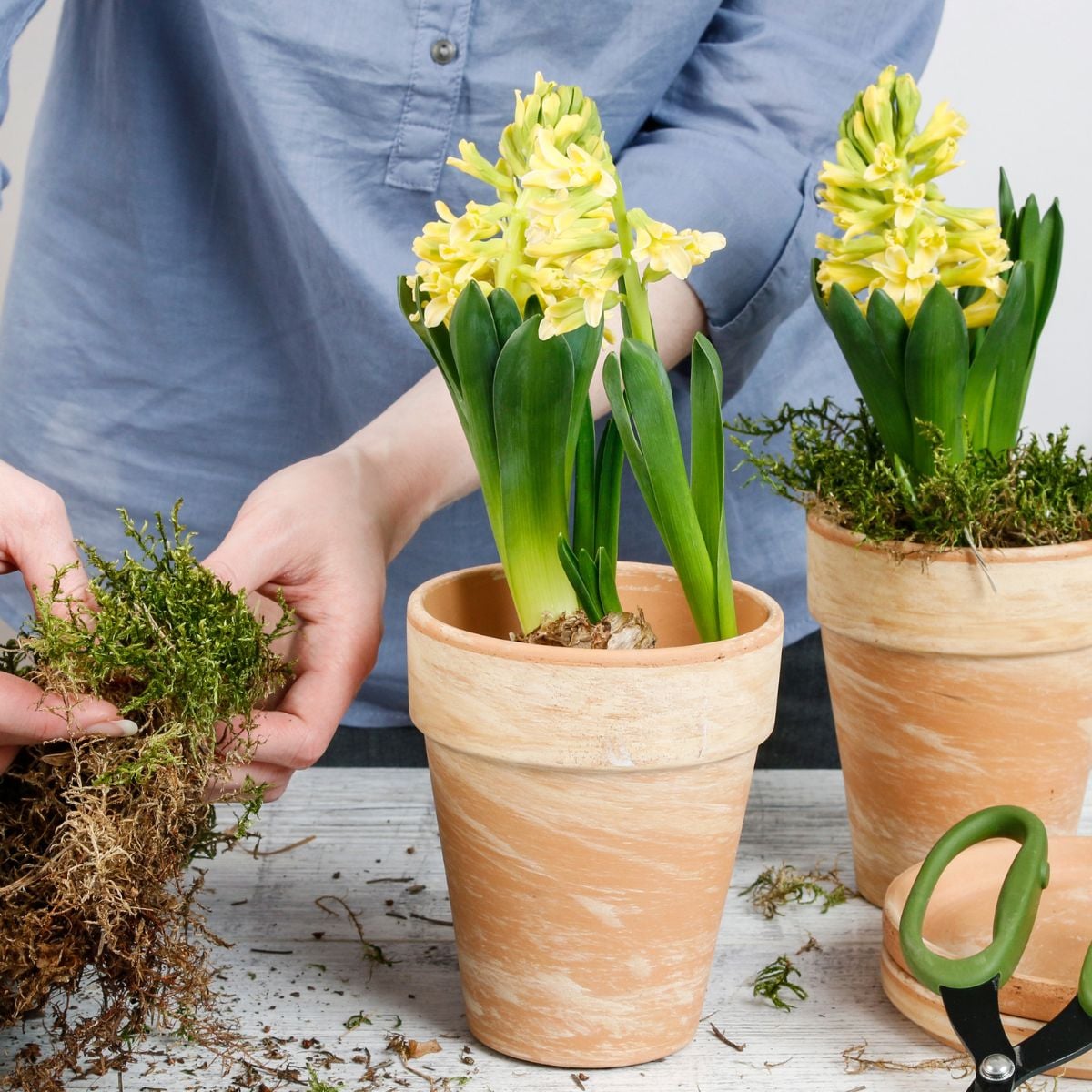potted yellow hyacinth.