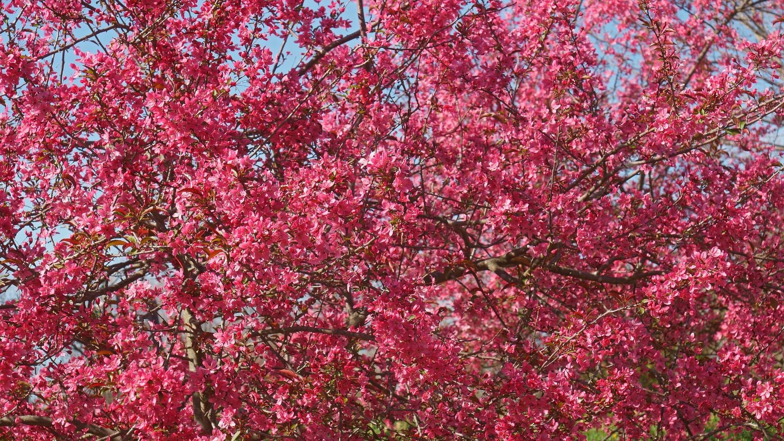 Prairiefire flowering crabapple tree in bloom.