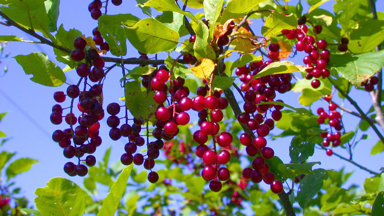 Prunus virginiana, Chokeberry