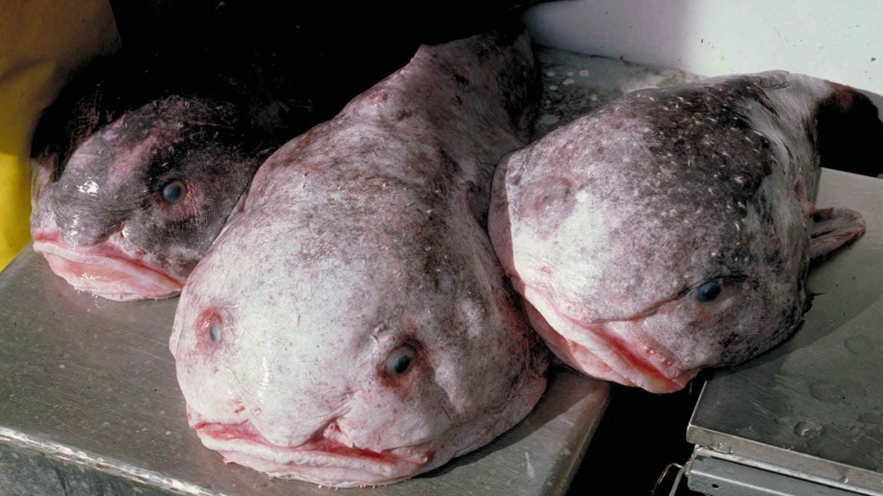 Psychrolutes phrictus