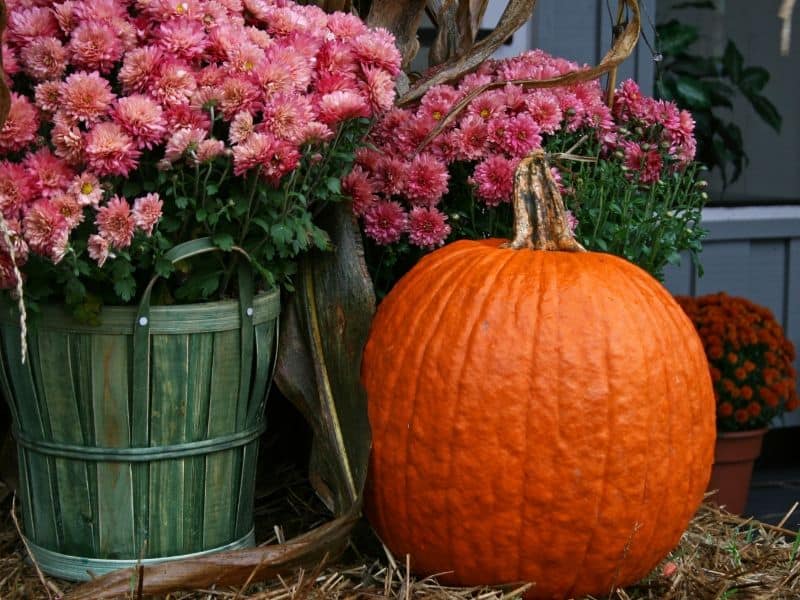 Pumpkin and mums on the front porch
