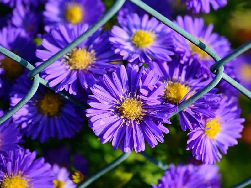 Purple asters