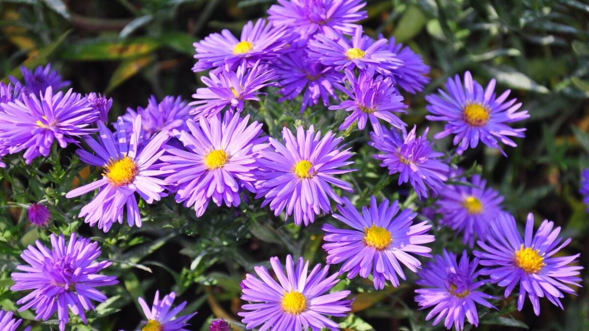 purple autumn aster flowers.