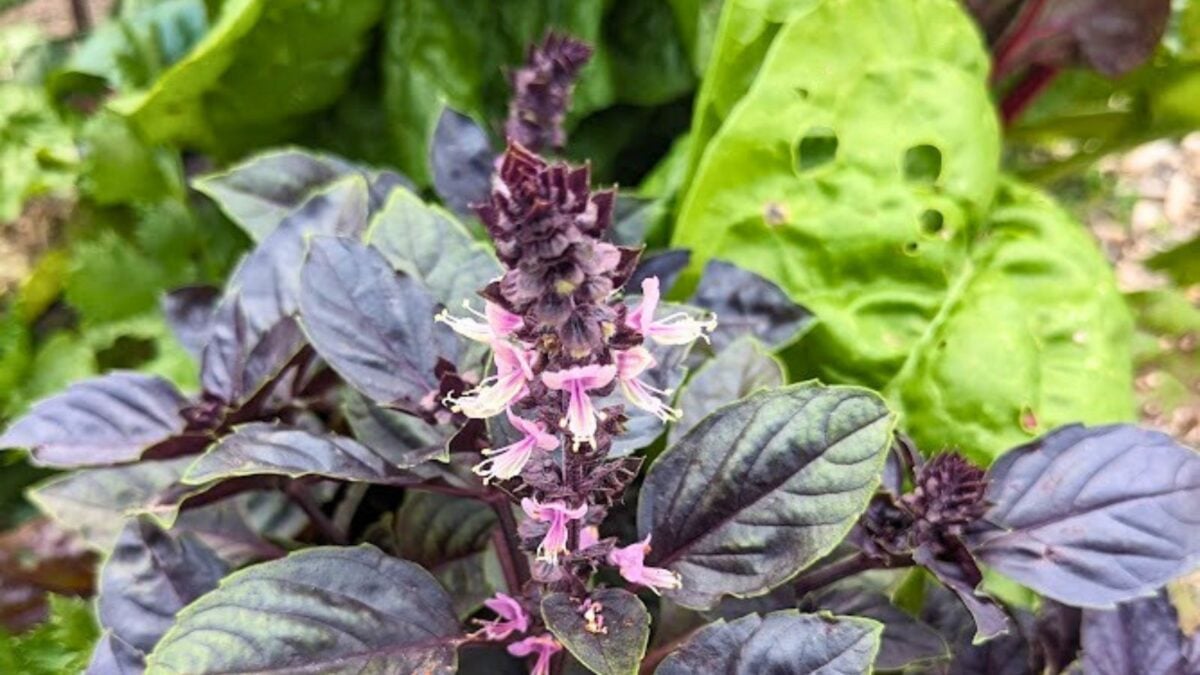 purple basil flowers.