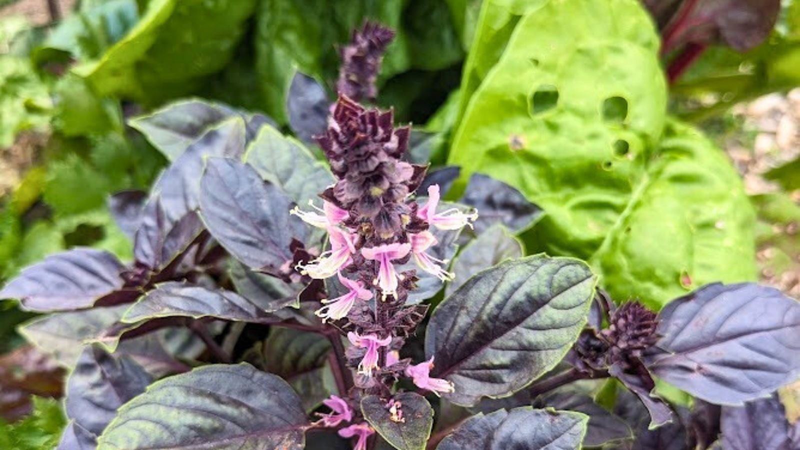purple basil flowers.