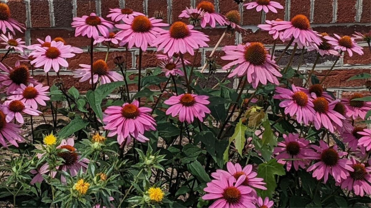 purple coneflowers.