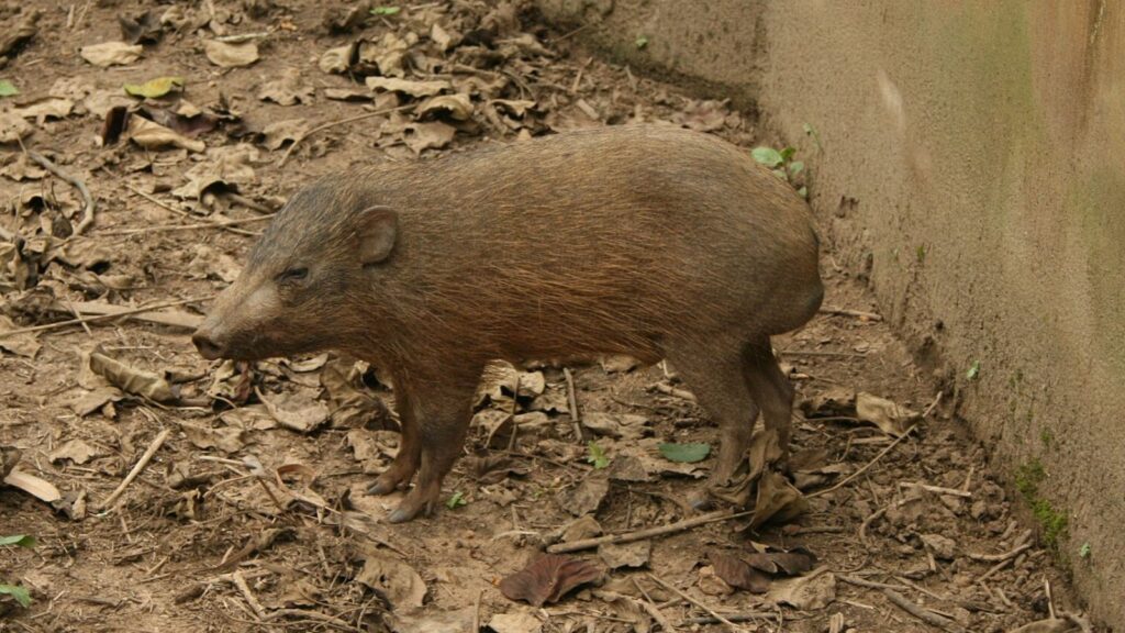 pygmy hog