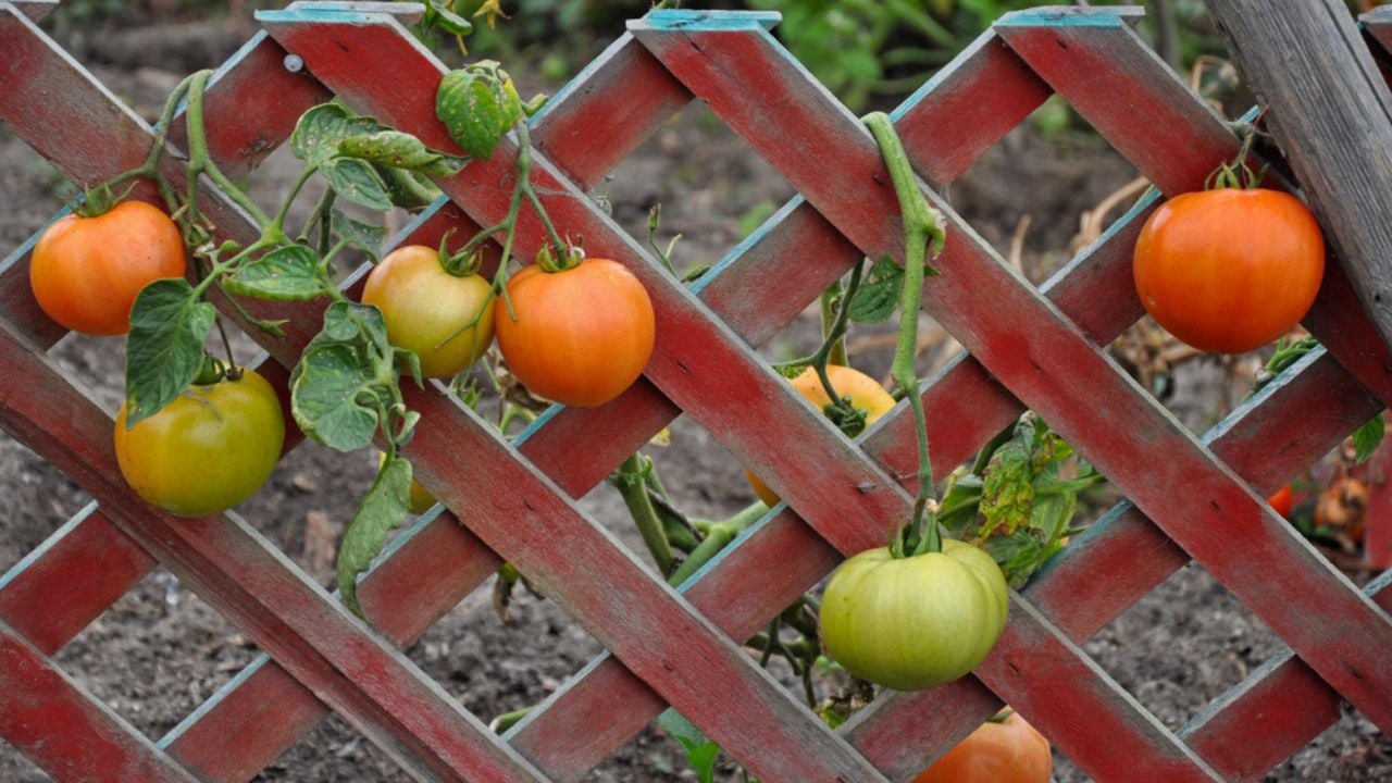 Red and green tomatoes growing on fence ready for harvest