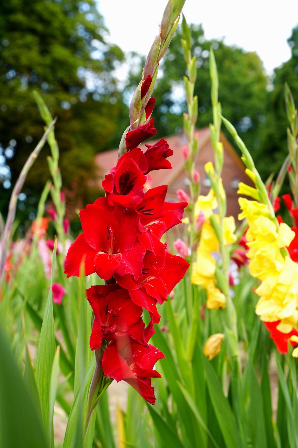 red and yellow gladiolus flowers.