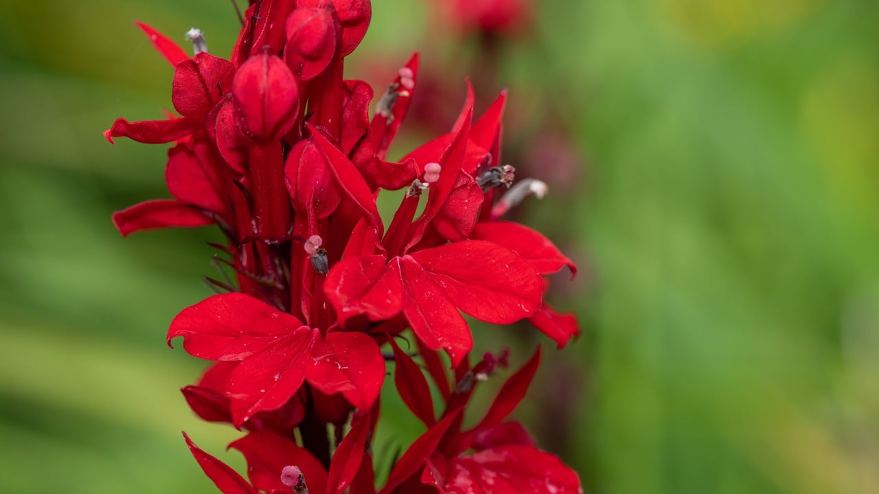 Close up of a red cardinal flower (lobelia cardinalis) in bloom