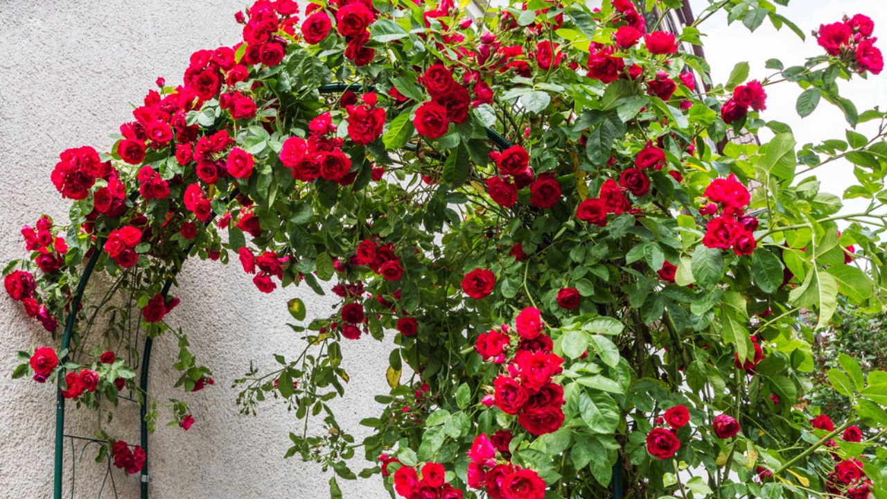 Red climbing roses