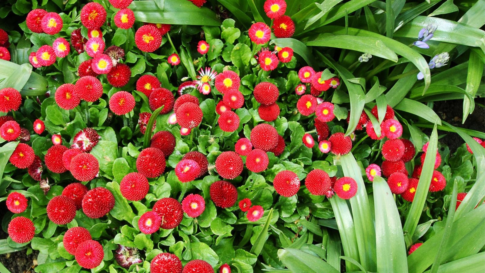 red daisies. 