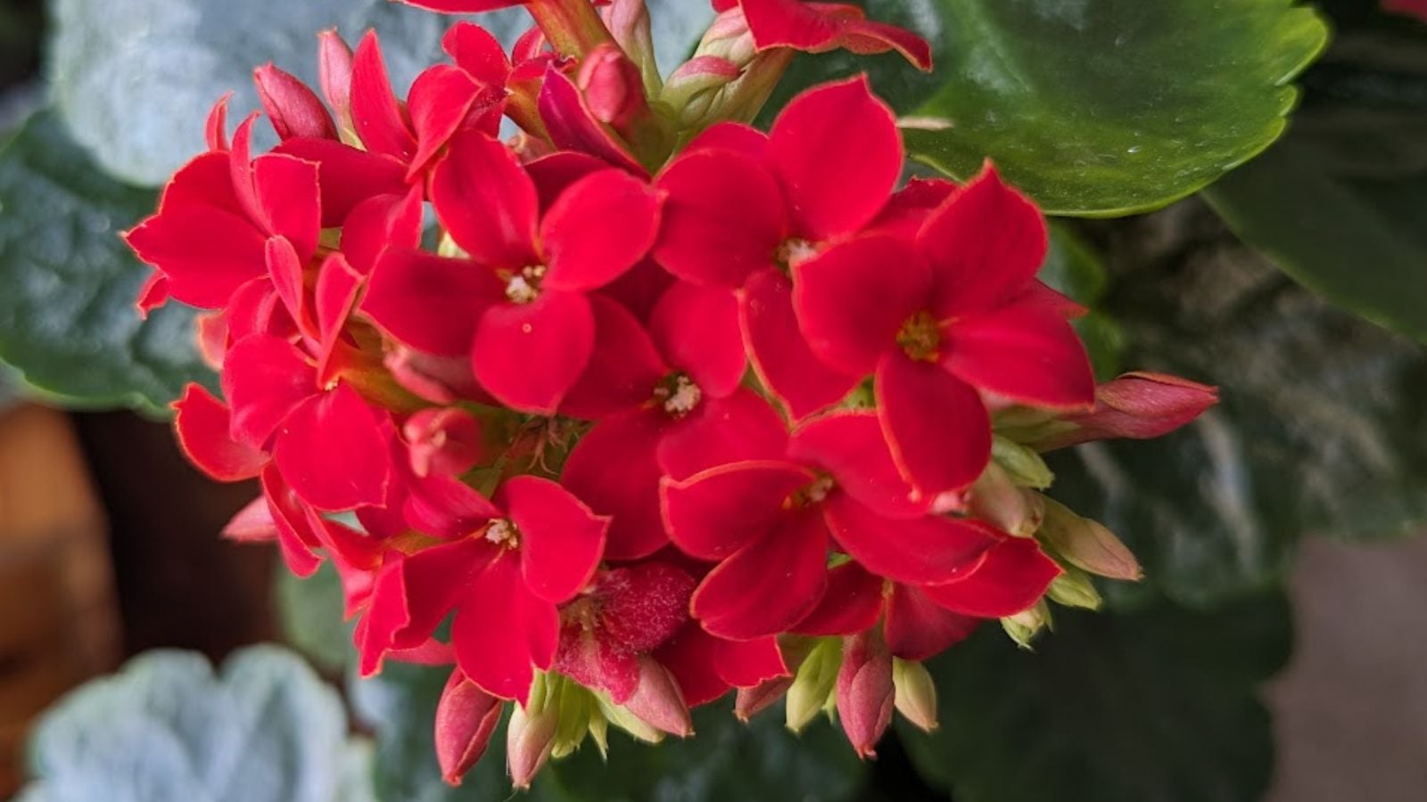 Bright red kalanchoe flowers.