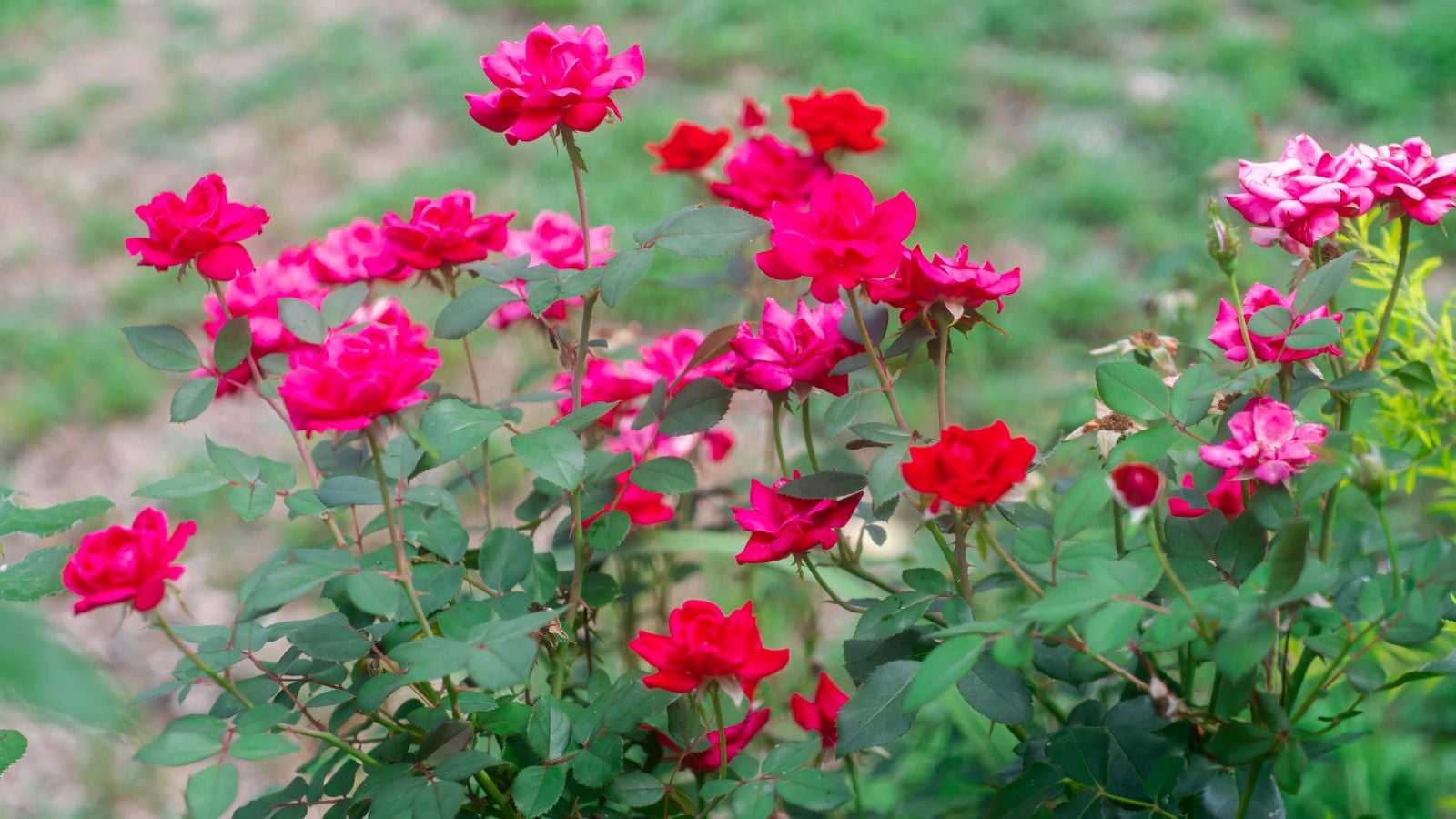 red knockout roses.