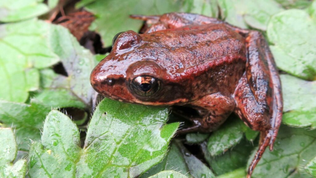 Red-legged Frog