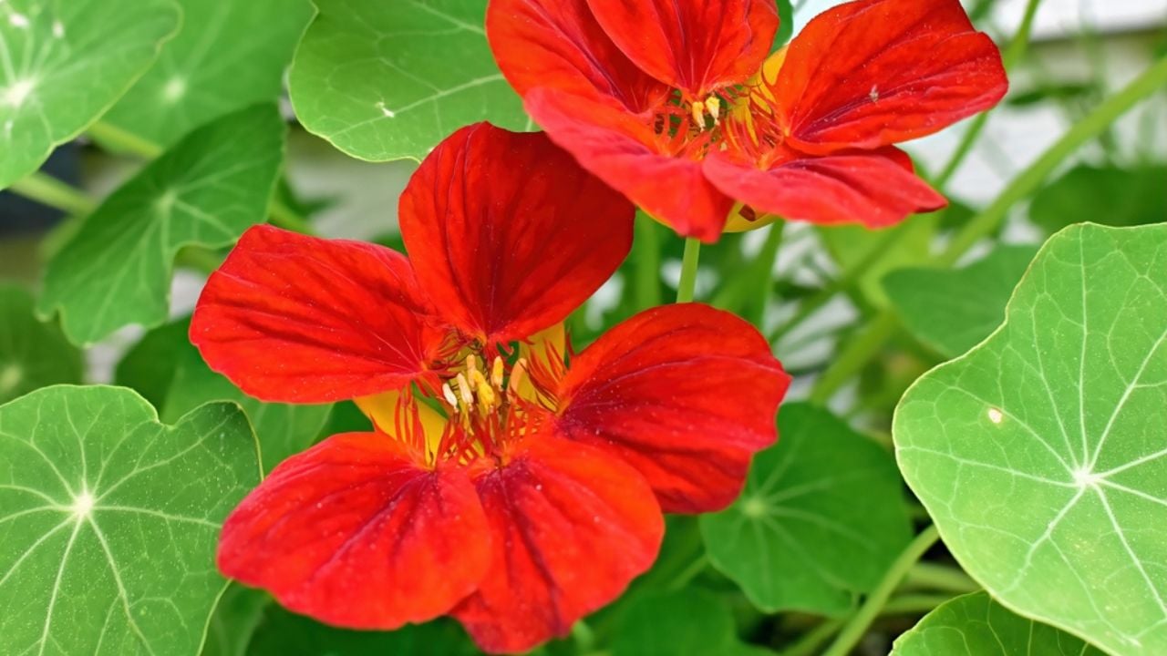 Red Nasturtium (Tropaeolum) blooming in Michigan in spring