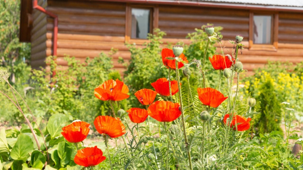 Red poppies in the garden on the background of a log house