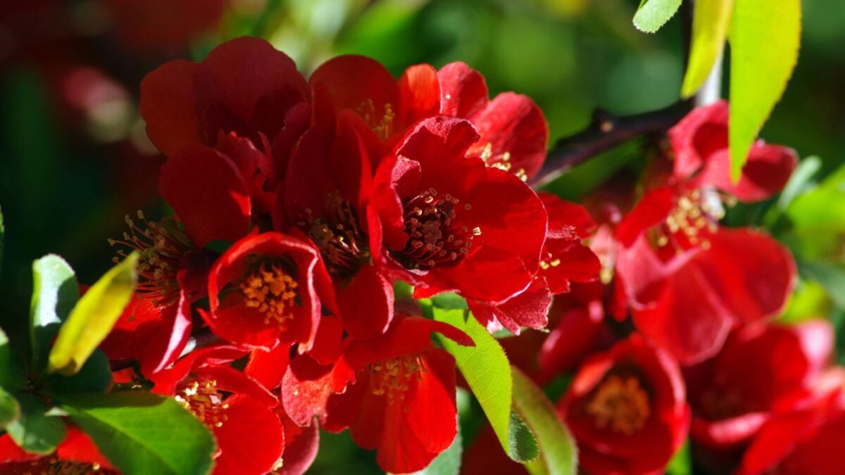 red quince flowers.