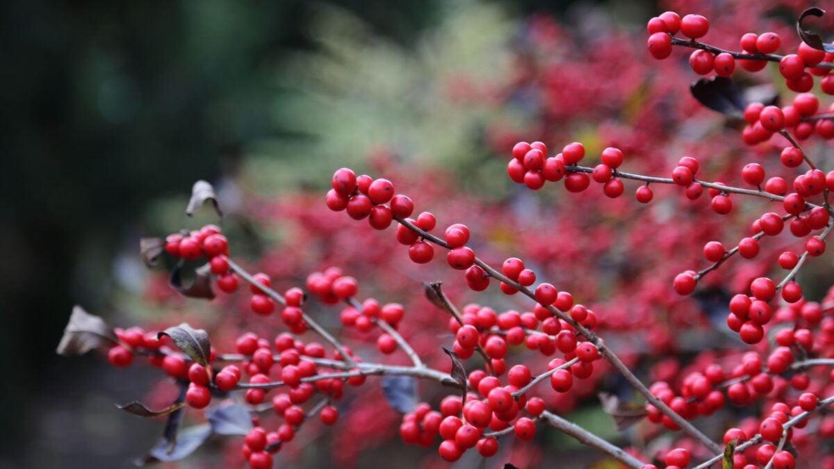 red winterberry fruit still hanging on the branch. 