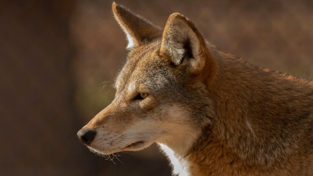 Red wolf (Canis lupus rufus) a rare wolf species native to the southeastern United States. Picture from ZOO.