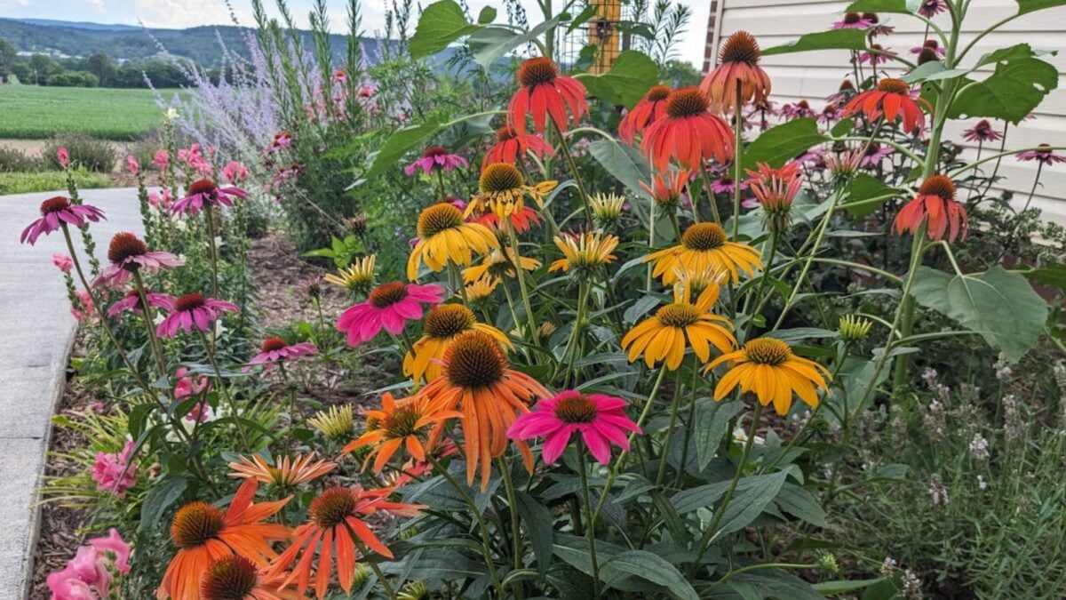 warm tone colored coneflowers.