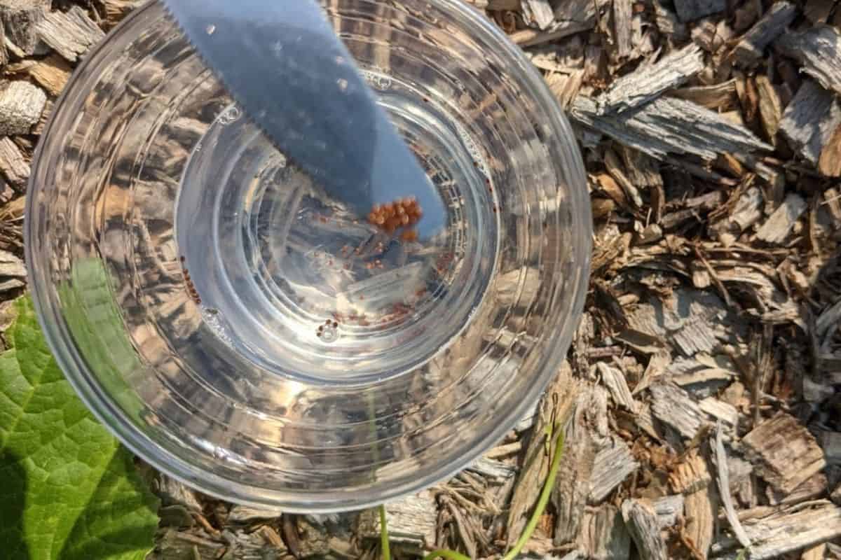 removing squash bug eggs with a butter knife