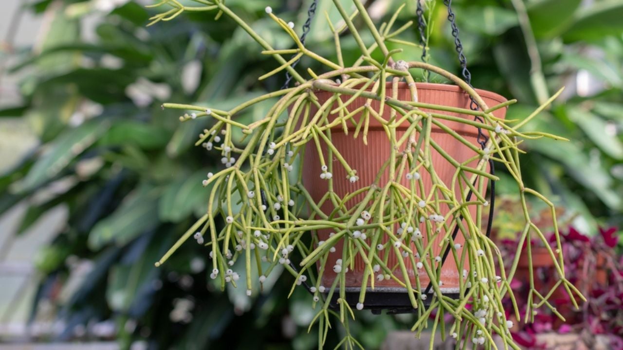 Rhipsalis baccifera ornamental succulent plant in the flowerpot. Mistletoe cactus hanging branches with white fruits.