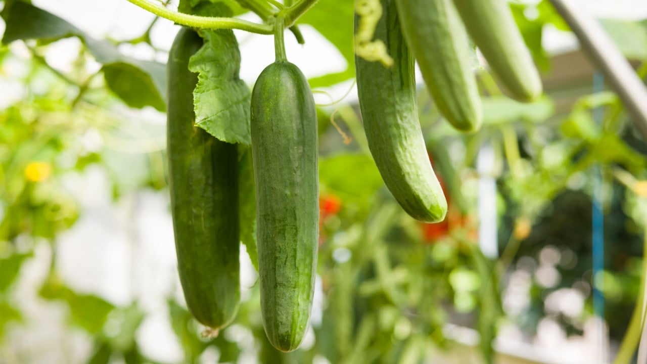 Ripe cucumbers growing on a cucumber plant vine in a greenhouse, UK