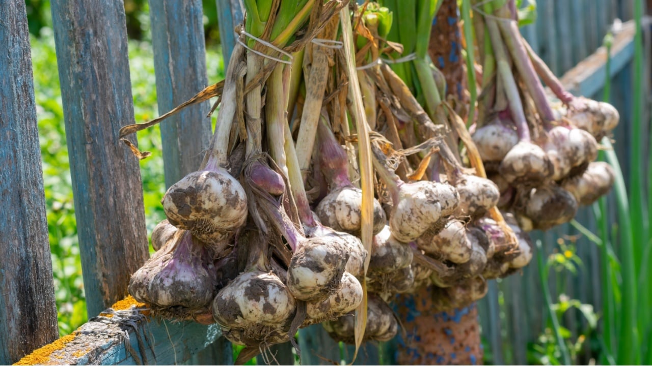 Ripe garlic bulb