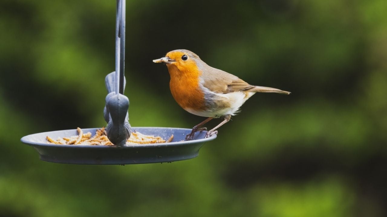 Robin eating a worm on a bird feeder