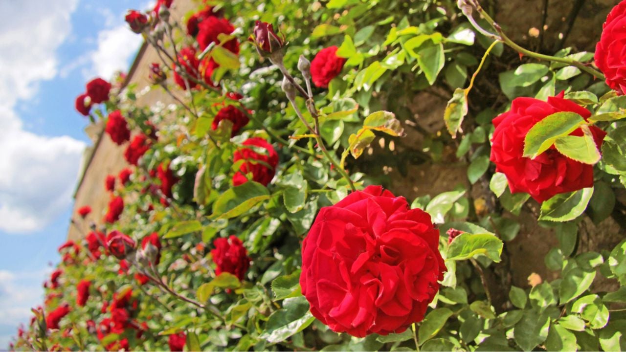 Roses on old wall