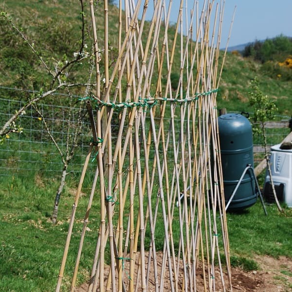 Runner beans frame