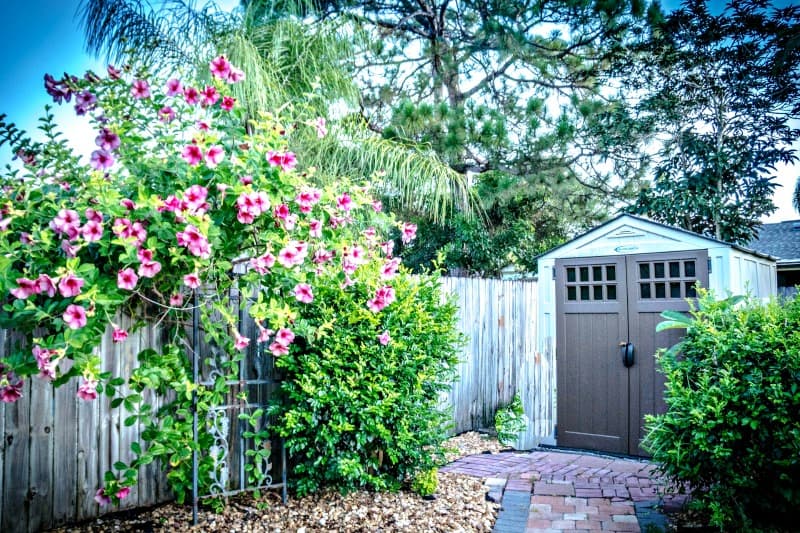 Rustic wooden shed with flower vines