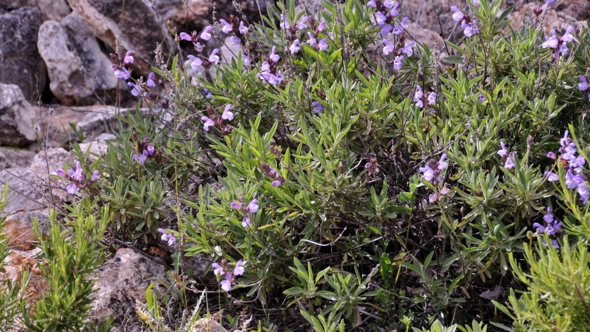 salvia lavandulifolia