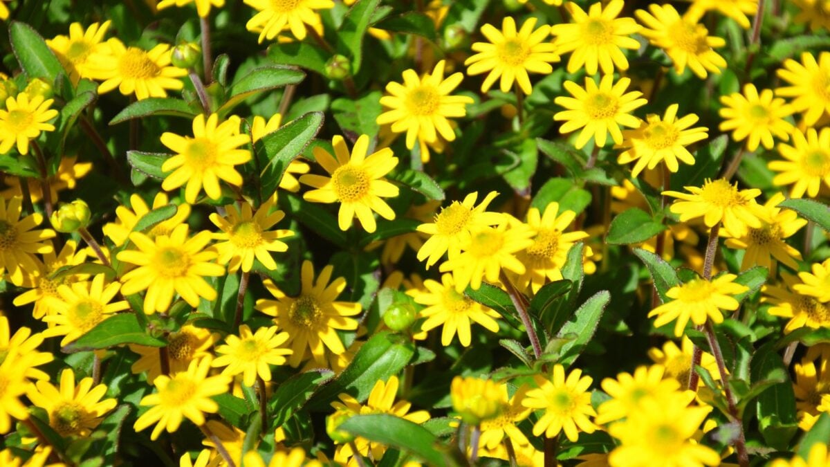 Creeping zinnia (Sanvitalia procumbens)