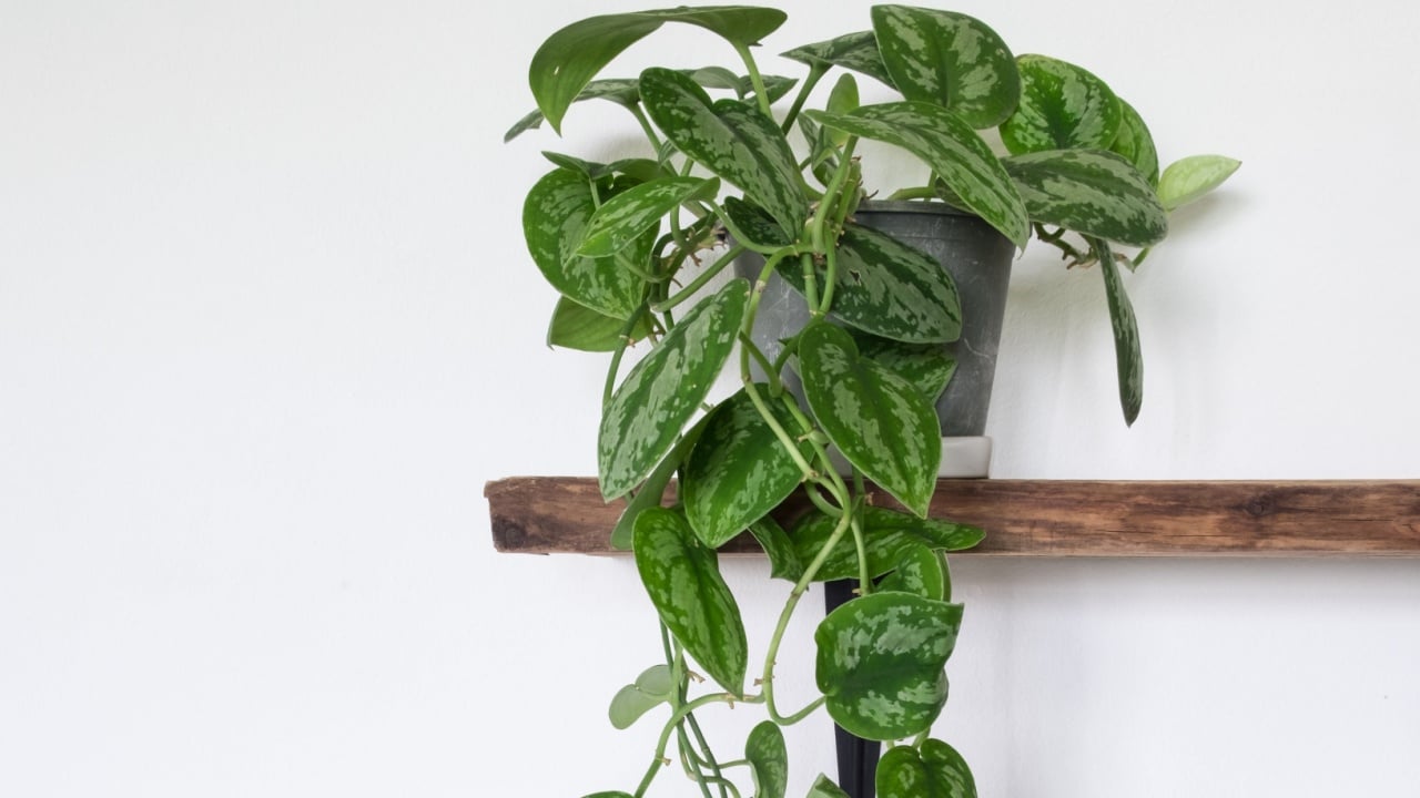 Beautiful Satin pothos plant on wooden shelf for home decoration