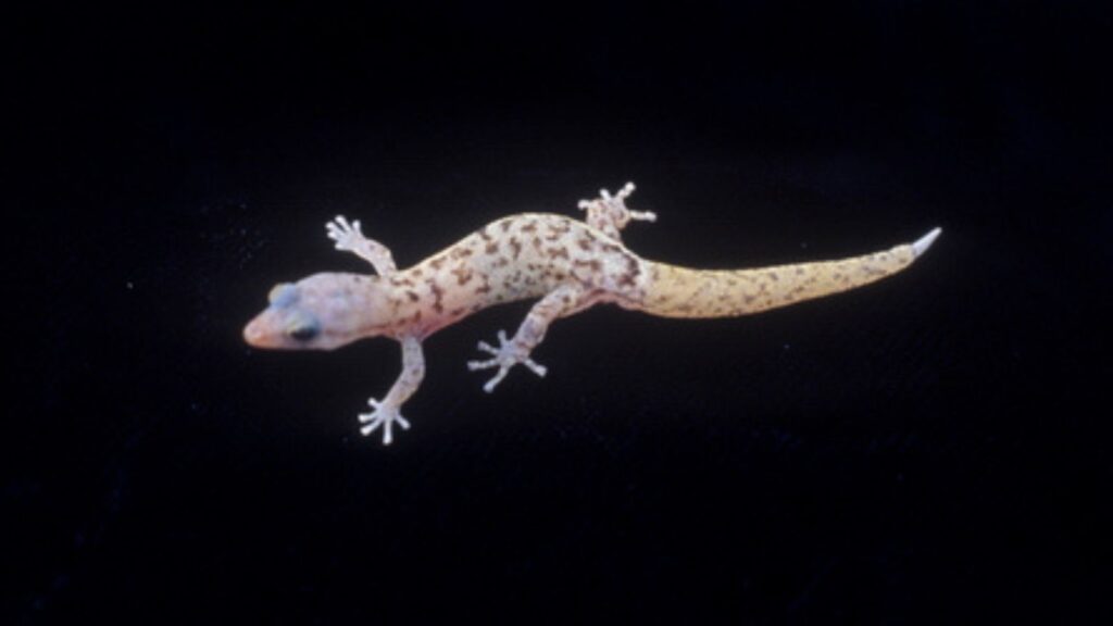 Scientific name: Sphaerodactylus micropithecus English: Monito Gecko