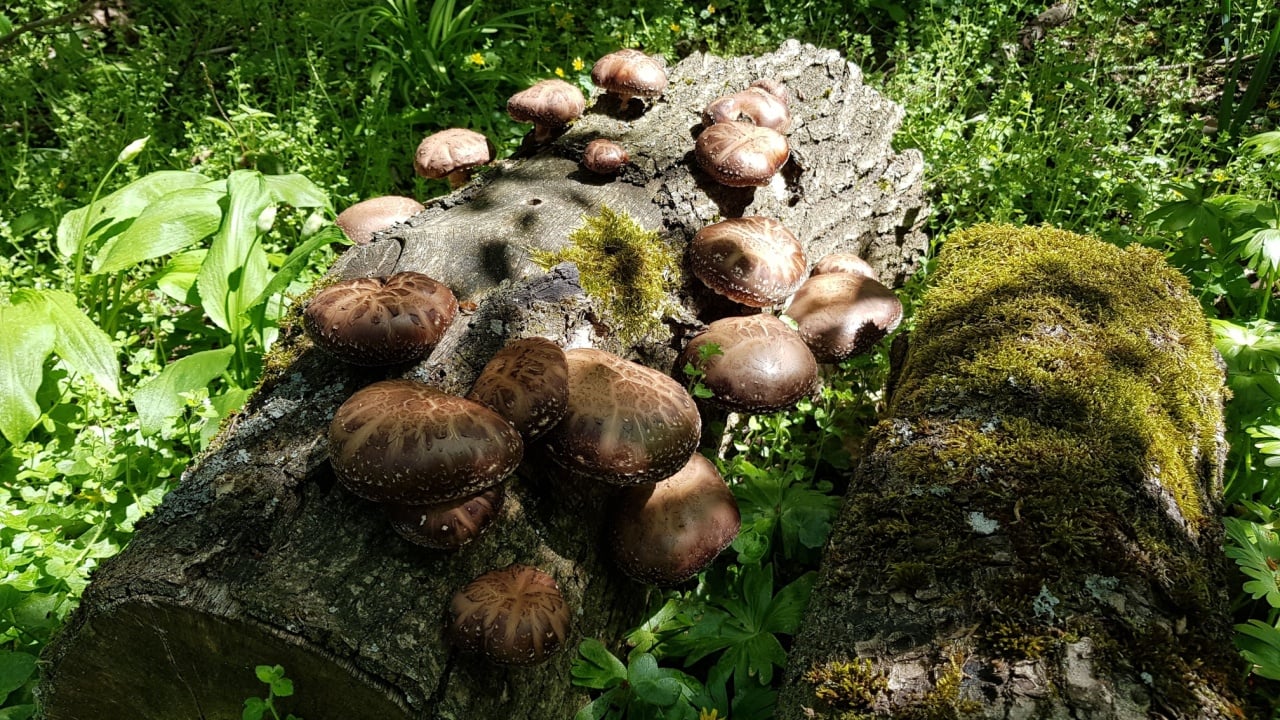 Growing Shiitake mushrooms on logs