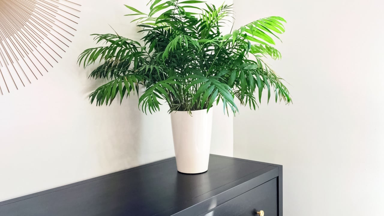 Parlor palm plant decorating black wooden dresser. Modern home decor.