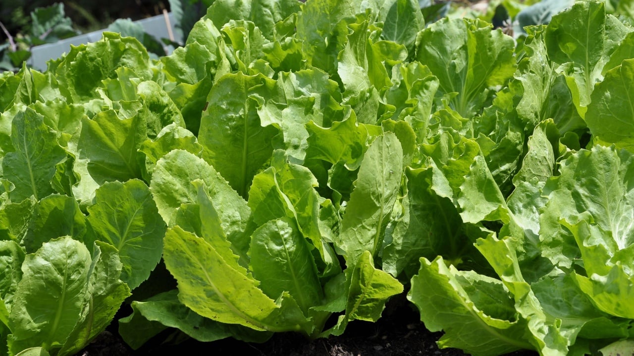 Endive in vegetable garden